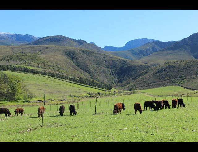 118HA FARM FOR SALE IN GREYTON